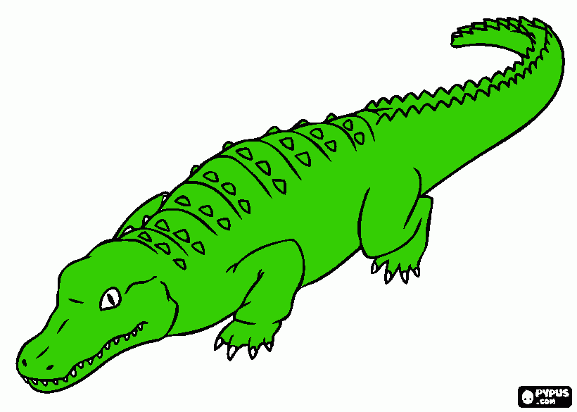 kolorowanka aligator