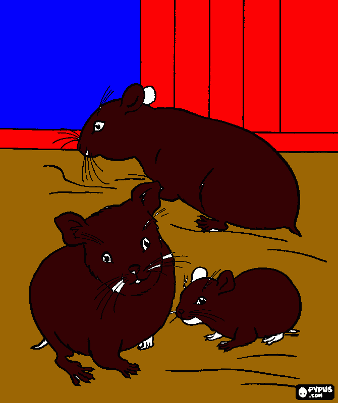 kolorowanka chomikuj
