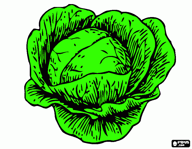 kolorowanka kapussta