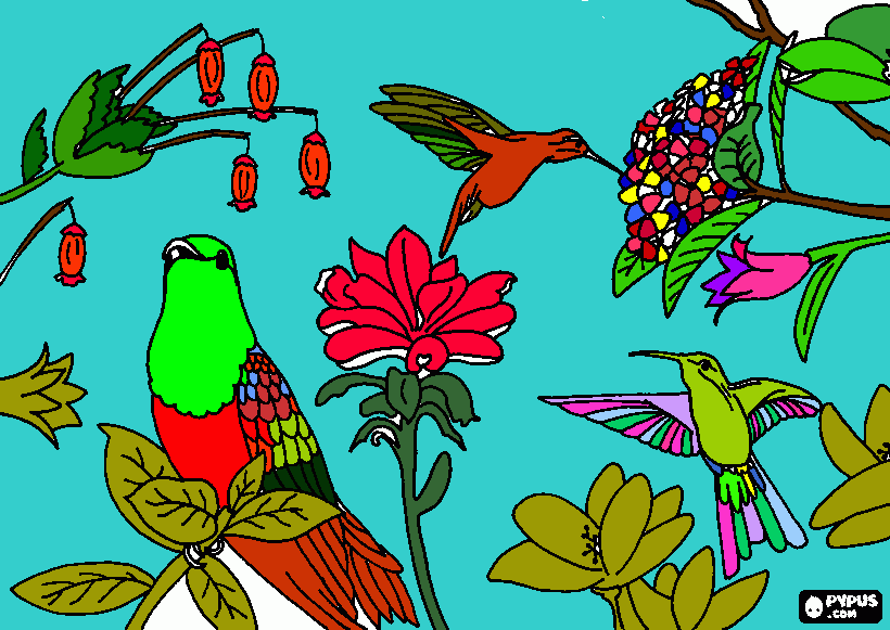 kolorowanka kolibry