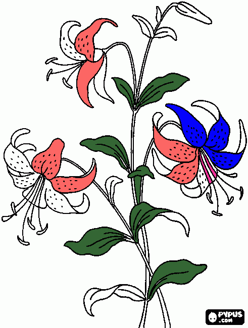 kolorowanka lilia