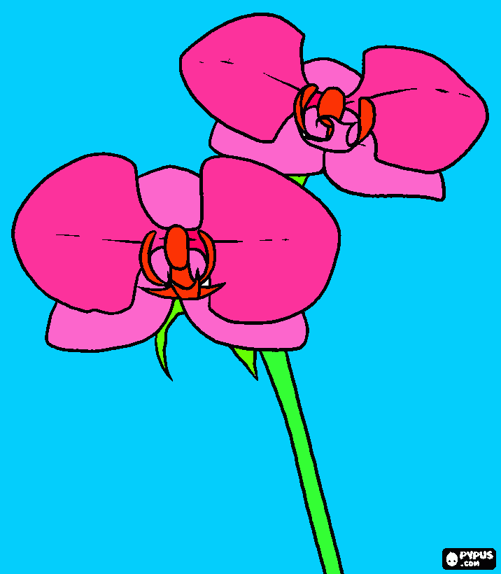 kolorowanka orchidea