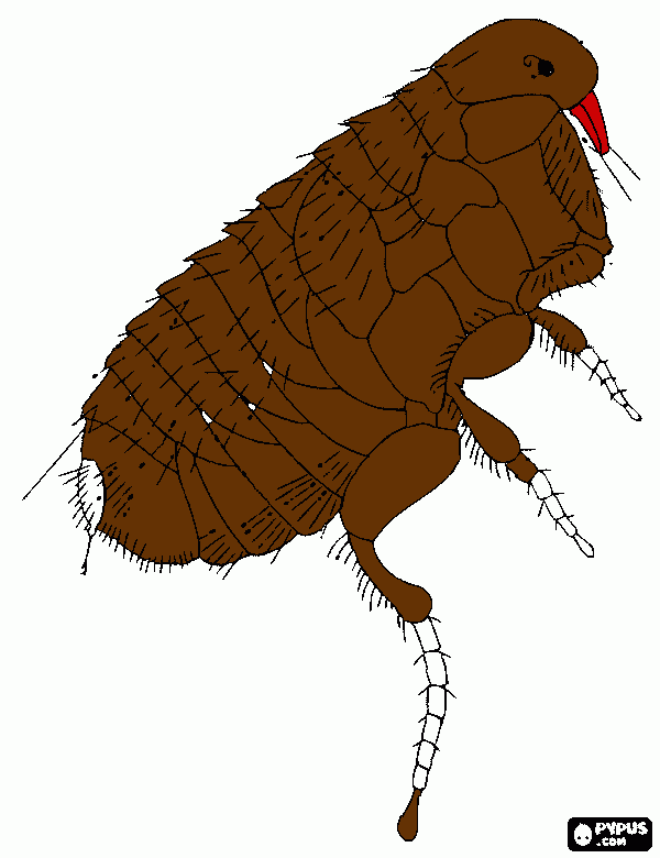kolorowanka owad