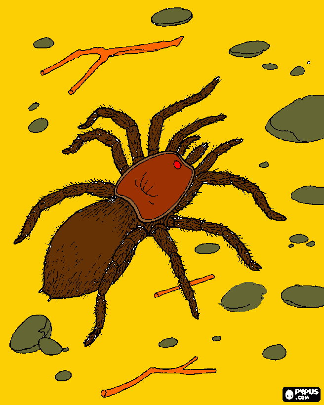 kolorowanka Pająk tarantula
