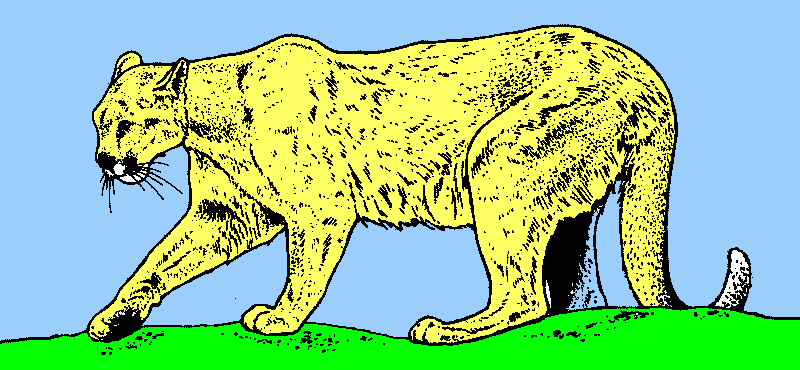 kolorowanka puma