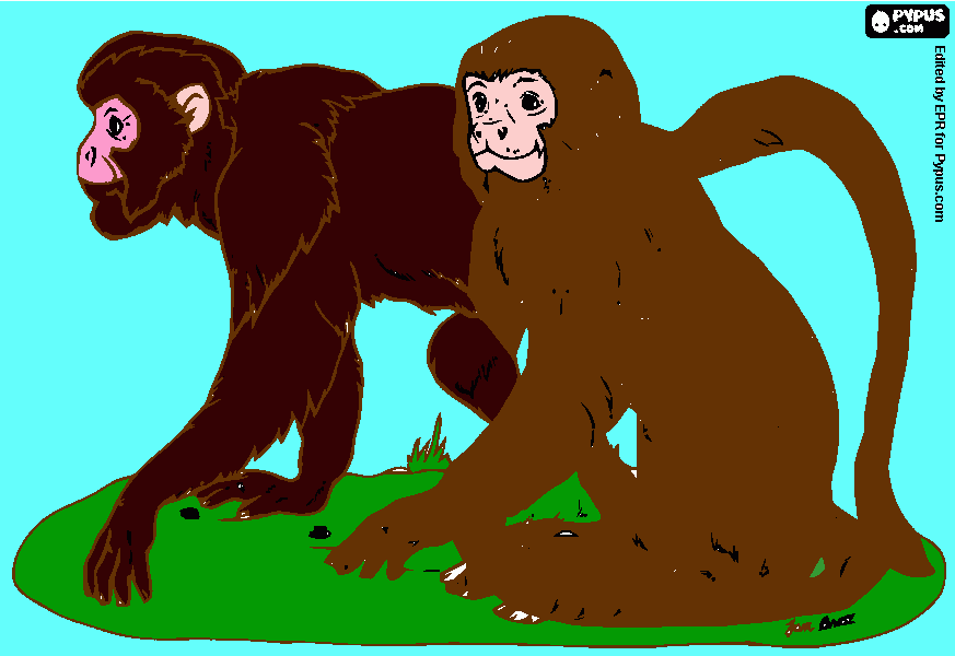 kolorowanka rysunek małpy. bianka