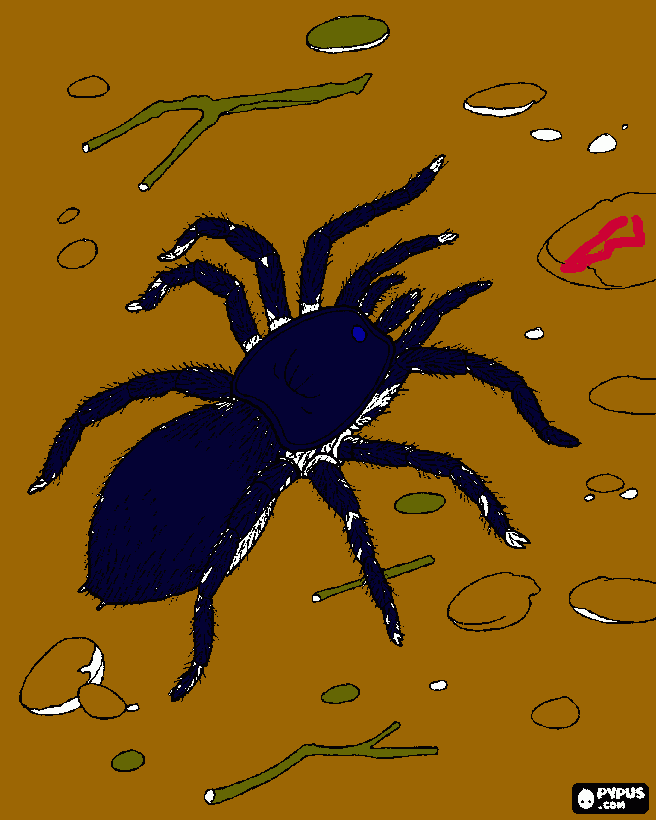 kolorowanka tarantula