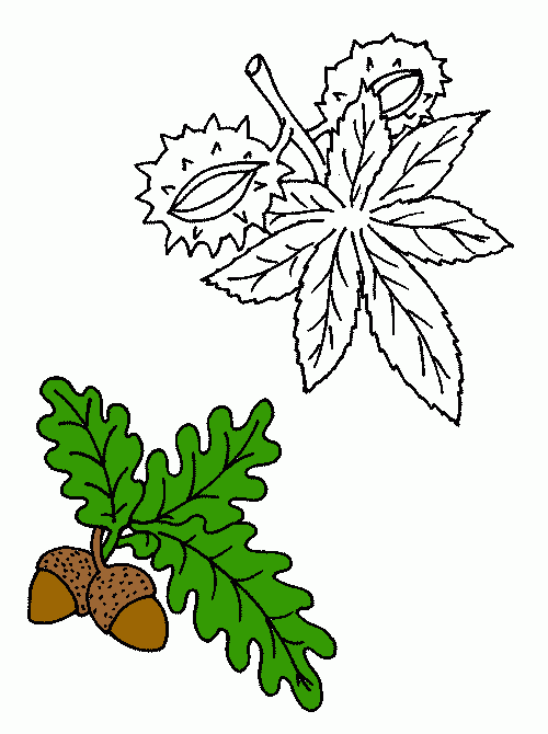 kolorowanka żołędzie