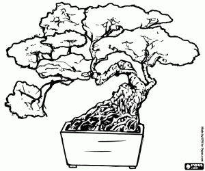 kolorowanka Bonsai, japońskiej sztuki