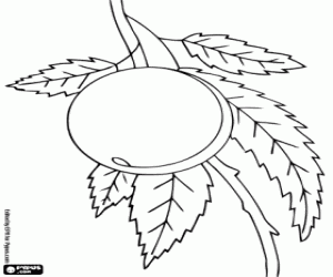 kolorowanka Brzoskwinia na drzewie