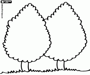 kolorowanka Dwa cyprysy, Cupressus