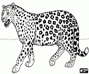 kolorowanka Jaguar