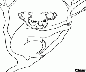 kolorowanka Koala, australijski torbacze