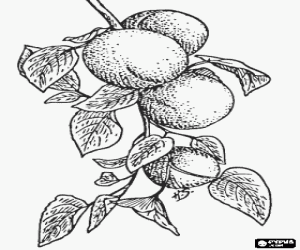 kolorowanka Niektóre morele w drzewie