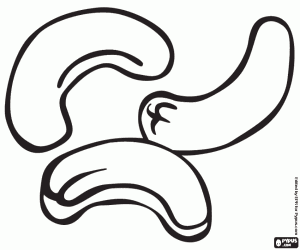 kolorowanka Orzechy nerkowca, nasiona