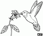 Koliber gryzienie kwiat