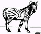 Zebra, dzikie zwierzę