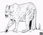 Puma, kuguar, lew górski lub pantera dużych samotny kot