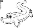 Aligator