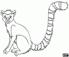 Lemur, endemicznych prymas z Madagaskaru