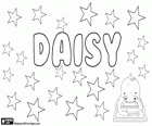 Daisy, jego pochodzenie jest nazwa w języku angielskim, kwiat, stokrotka