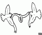Dwa gołębie z wstążką z pierścieniem, symbol małżeństwa