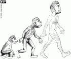 Pierwsze trzy etapy ewolucji człowieka: prymas hominidów, Australopithecus i Homo erectus