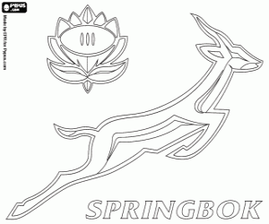 kolorowanka Sringboks logo
