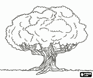 kolorowanka Stary dąb