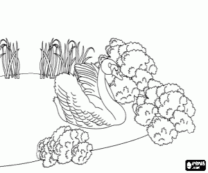kolorowanka Stało się, łabędź