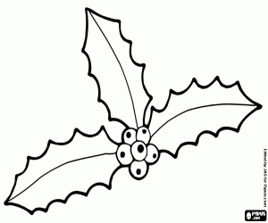 kolorowanka Trzy ostrokrzew odchodzi z owocami