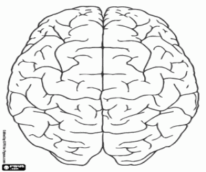 kolorowanka Widok górnej ludzkiego mózgu
