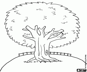 kolorowanka Wiecznie zielone drzewo