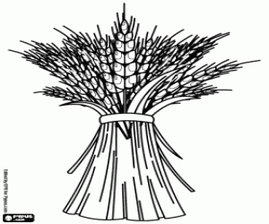 kolorowanka Zbiór zbóż, pszenica