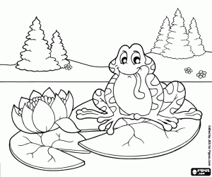 kolorowanka Żaba na kwitnącej lilii wodnej